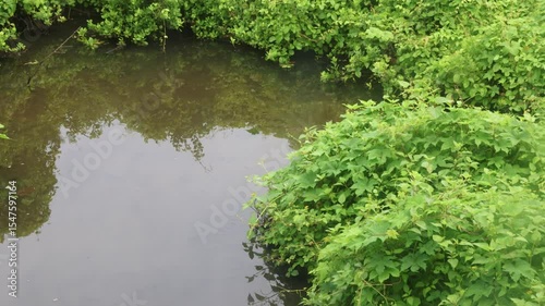 Brackish water ponds overgrown with grass and shrubs as a habitat for animals on the coast
