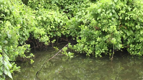 Camera movement of Brackish water ponds overgrown with grass and shrubs as a habitat for animals on the coast