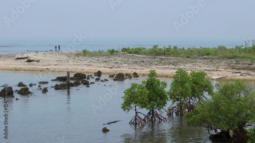 Small mangrove plants act as a shield for the coast from the pounding of ocean waves.
