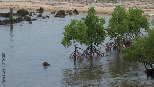 Zoom in of Small mangrove plants act as a shield for the coast from the pounding of ocean waves.