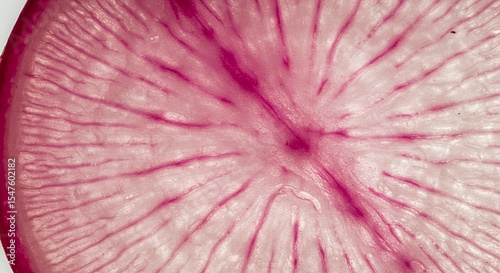 Microscopic Cross-Section of a Red Radish Revealing Vascular Structure