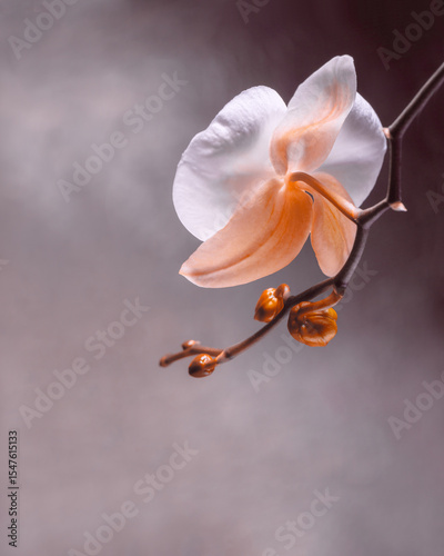 Elegant Orchid Blossom featuring Delicate Petals