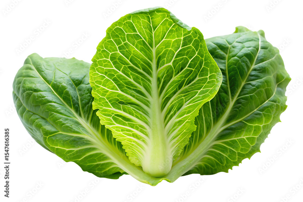 Fototapeta premium Fresh Baby Cos Lettuce Romaine Leaves Vibrant Green Color Isolated on White Background A I G E N E R A T E D - P N G isolated on a transparent background