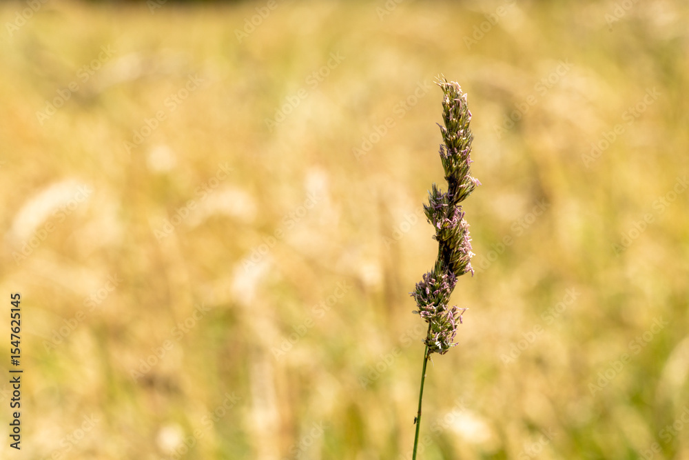 Fototapeta premium A single purple flower is standing in a field of yellow grass. The flower is the only thing visible in the image, and it is the main focus of the scene