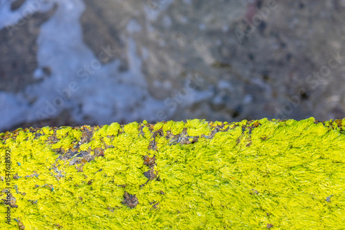 Strong green moss of great contrast on the stone wall covering an oceanic swimming pool on the Azorean island of Santa Maria, Portugal.