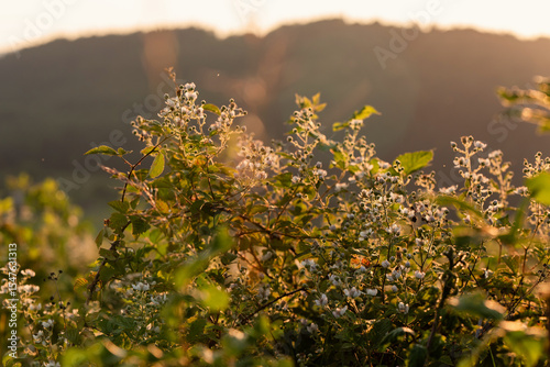 Fototapeta Naklejka Na Ścianę i Meble -  Kwitnąca jeżyna w Beskidzie Żywieckim, tło natury. 