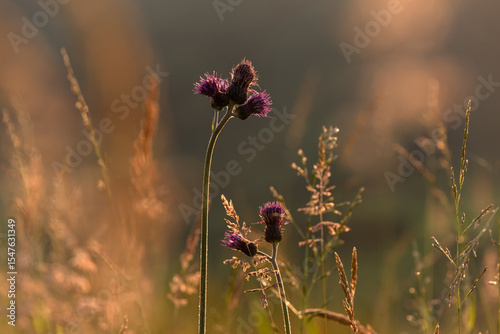 Fototapeta Naklejka Na Ścianę i Meble -  Tło kwiatowe, fioletowe kwiaty ostu na górskiej łące. 