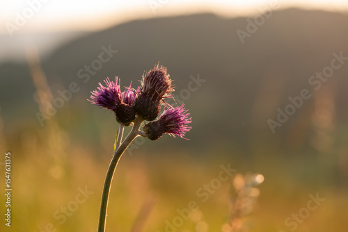 Fototapeta Naklejka Na Ścianę i Meble -  Tło kwiatowe, fioletowe kwiaty ostu na górskiej łące. 