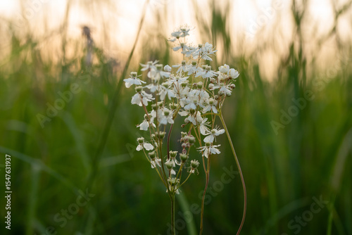 Fototapeta Naklejka Na Ścianę i Meble -  Wiązówka bulwkowa w beskidzie, tło kwiatowe. 