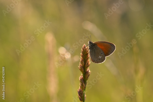 Fototapeta Naklejka Na Ścianę i Meble -  Motyl strzępotek glicerion, Coenonympha glycerion,  na górskiej łące. 