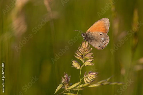 Fototapeta Naklejka Na Ścianę i Meble -  Motyl strzępotek glicerion, Coenonympha glycerion, Coenonympha glycerion,  na górskiej łące. 