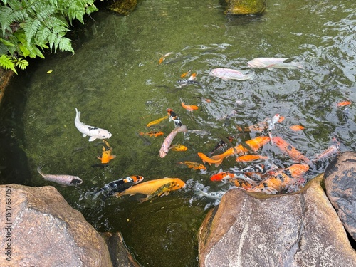 Photography Colorful Koi Fish in a Pond at KL Bird Park, Kuala Lumpur, Malaysia