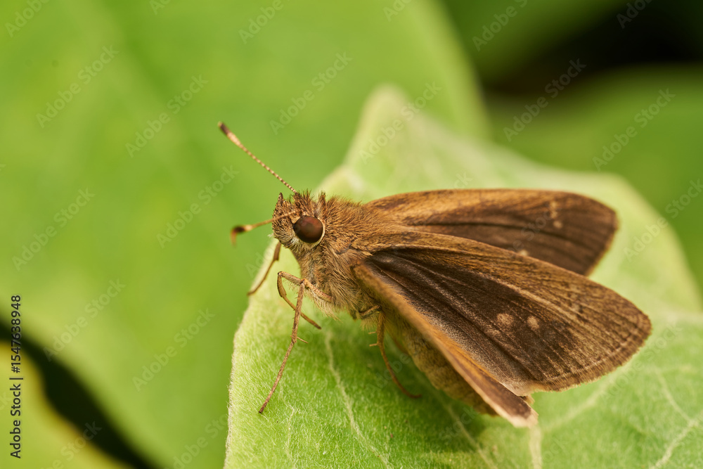 Obraz premium Macro moth resting on green leaf
