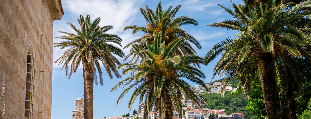 Banner palm trees in the old town square on a sunny day, copy space. Travel, summer holidays, and scenic coastal architecture. Montenegro, Budva Banner palm trees in the old town square on a sunny day, copy space. Travel, summer holidays, and scenic coastal architecture. Montenegro, Budva