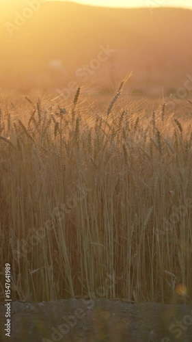 Wheat Field Sunset Wheat stalks with ears in a field bathed in golden light Vertical video