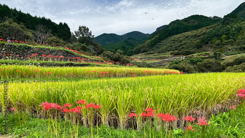 Canvas Print Early autumn whispers as rice begins to bow, red spider lilies blaze, and birds