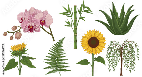 Botanical illustration featuring a variety of plants including flowers trees and succulents