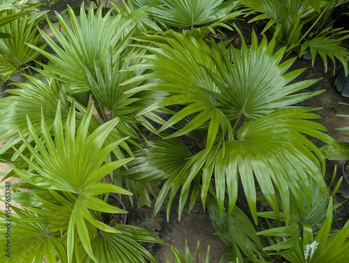Fan shaped leaves of Chinese fan palm (Livistona chinensis)