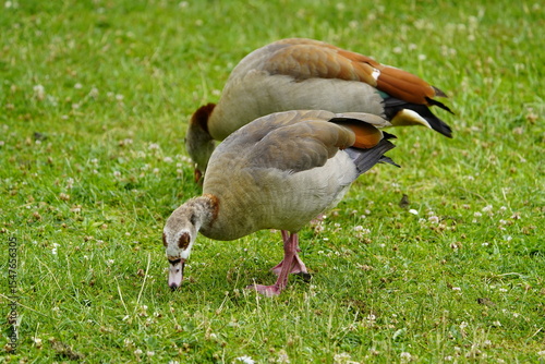 A pair of Egyptian goose (Alopochen aegyptiaca) Anatidae family. Hanover, Germany.