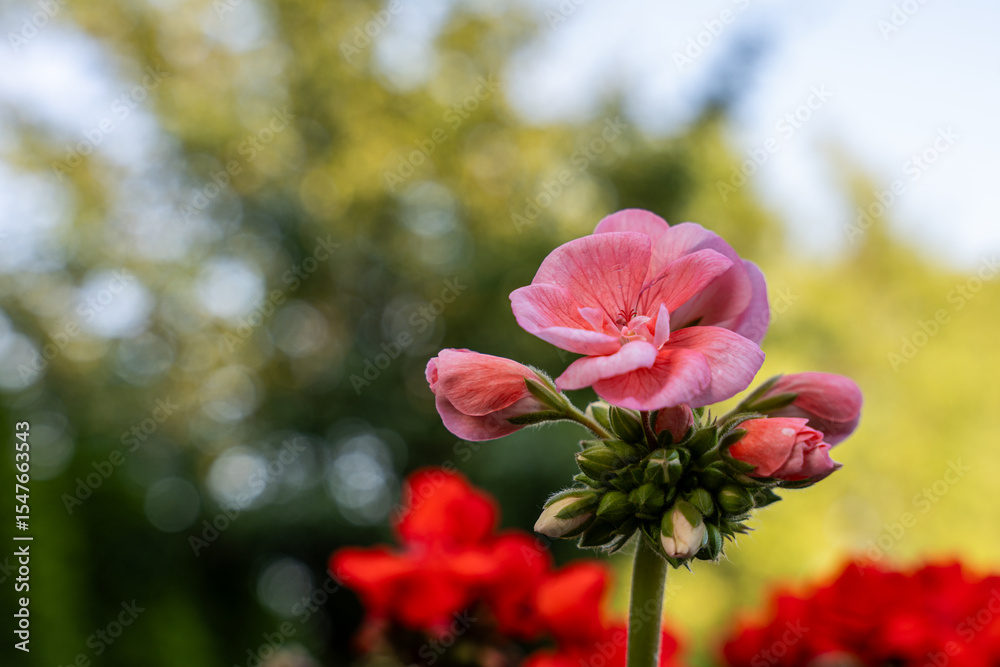 Obraz premium Single pink geranium flower in sharp focus against a soft bokeh background and red blooms, illustrating contrast and floral elegance in garden setting