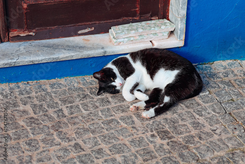 Fototapeta Naklejka Na Ścianę i Meble -  A cat on the streets of a picturesque town in Portugal