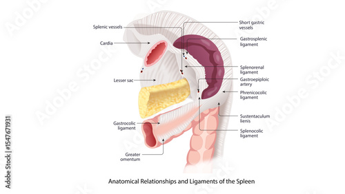 This anatomical illustration shows the ligaments and structures associated with the spleen and surrounding abdominal organs. 