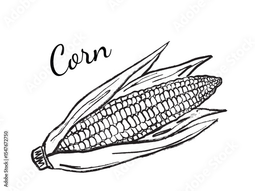 Fresh corn vegetable in black brush stroke texture isolated on white. Hand drawn vector sketch illustration in vintage charcoal ink. Summer tasty snack, beach, harvest, eco farm concept.