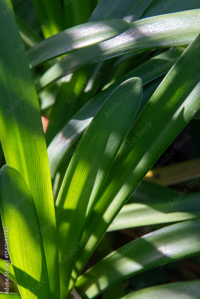 Obraz premium Foliage image for background use