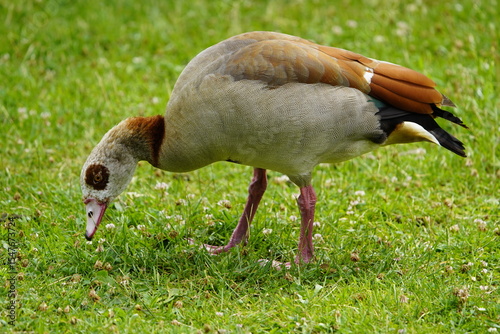 The Egyptian goose (Alopochen aegyptiaca) is a member of the duck, goose, and swan family Anatidae. It is native to Africa south of the Sahara and the Nile Valley. Hanover, Germany.