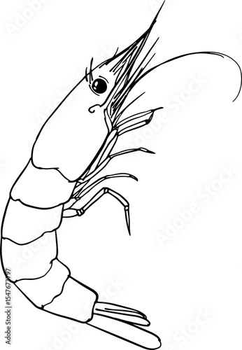 Shrimp sketch character in fun loose doodle style for sushi menu icons children’s learning graphics food packaging and cafe design