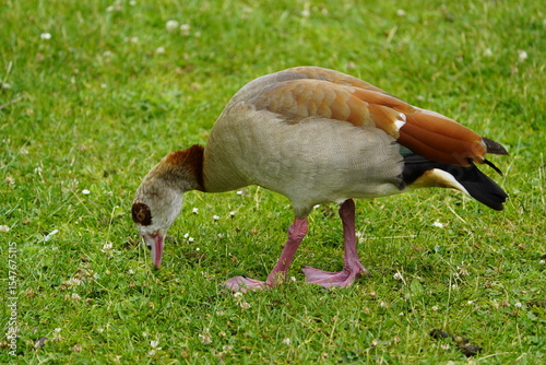 The Egyptian goose (Alopochen aegyptiaca) is a member of the duck, goose, and swan family Anatidae. It is native to Africa south of the Sahara and the Nile Valley. Hanover, Germany.
