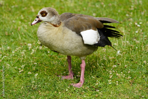 The Egyptian goose (Alopochen aegyptiaca) is a member of the duck, goose, and swan family Anatidae. It is native to Africa south of the Sahara and the Nile Valley. Hanover, Germany.