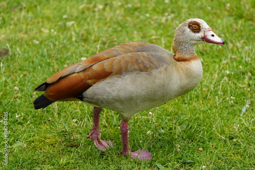 The Egyptian goose (Alopochen aegyptiaca) is a member of the duck, goose, and swan family Anatidae. It is native to Africa south of the Sahara and the Nile Valley. Hanover, Germany.