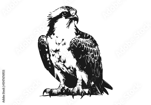 Osprey Bird hand drawn sketch vector illustration