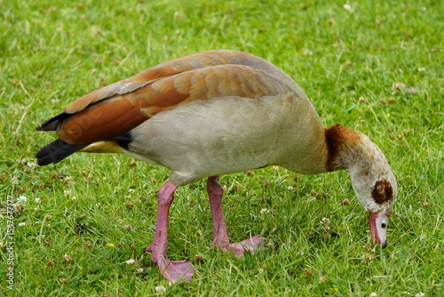 The Egyptian goose (Alopochen aegyptiaca) is a member of the duck, goose, and swan family Anatidae. It is native to Africa south of the Sahara and the Nile Valley. Hanover, Germany.