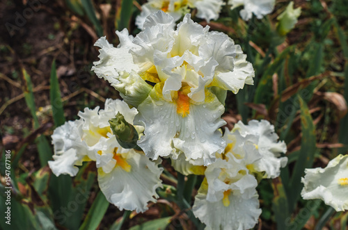 Raindrops on white iris flower with yellow centers. High-quality macro photo of iris. Flower screensaver.