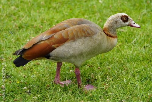 The Egyptian goose (Alopochen aegyptiaca) is a member of the duck, goose, and swan family Anatidae. It is native to Africa south of the Sahara and the Nile Valley. Hanover, Germany.