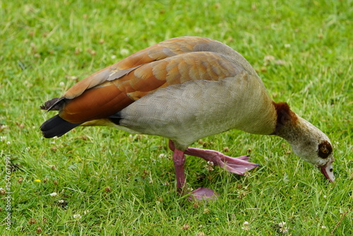 The Egyptian goose (Alopochen aegyptiaca) is a member of the duck, goose, and swan family Anatidae. It is native to Africa south of the Sahara and the Nile Valley. Hanover, Germany.