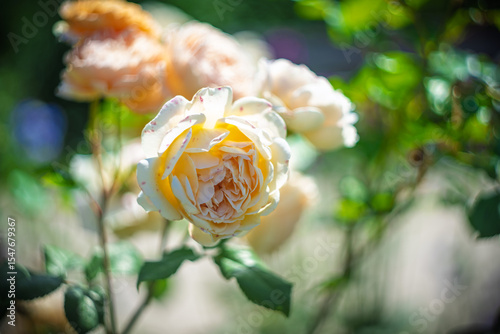 Blume Flower