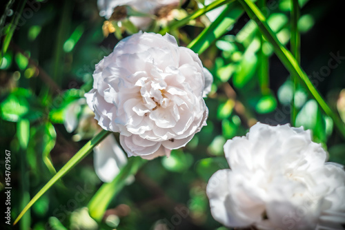 Blume Flower