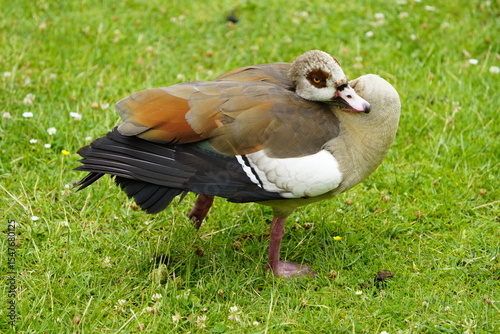 The Egyptian goose (Alopochen aegyptiaca) is a member of the duck, goose, and swan family Anatidae. It is native to Africa south of the Sahara and the Nile Valley. Hanover, Germany.