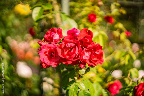 Blume Flower