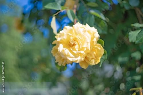 Blume Flower