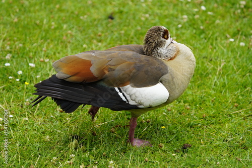 The Egyptian goose (Alopochen aegyptiaca) is a member of the duck, goose, and swan family Anatidae. It is native to Africa south of the Sahara and the Nile Valley. Hanover, Germany.