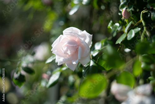 Blume Flower