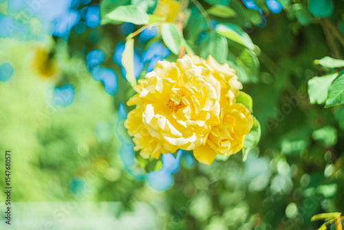 Blume Flower