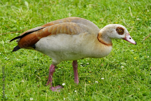 The Egyptian goose (Alopochen aegyptiaca) is a member of the duck, goose, and swan family Anatidae. It is native to Africa south of the Sahara and the Nile Valley. Hanover, Germany.