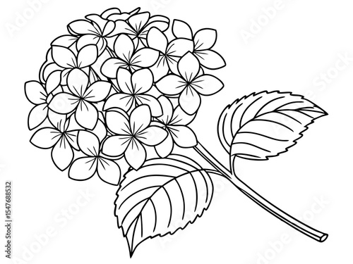 Elegant Hydrangea Petals Illustration