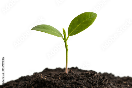 Small green plant sprout growing from soil isolated on white background
