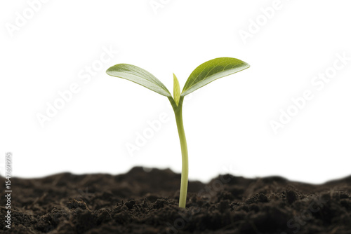 Small plant sprout growing in soil isolated on white background